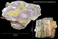 Racines de Palétuviers